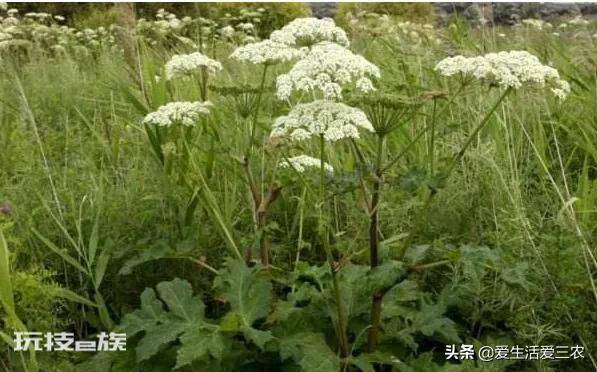 亩效益过万的一年生药材(农村种植什么药材项目更赚钱)-图片7